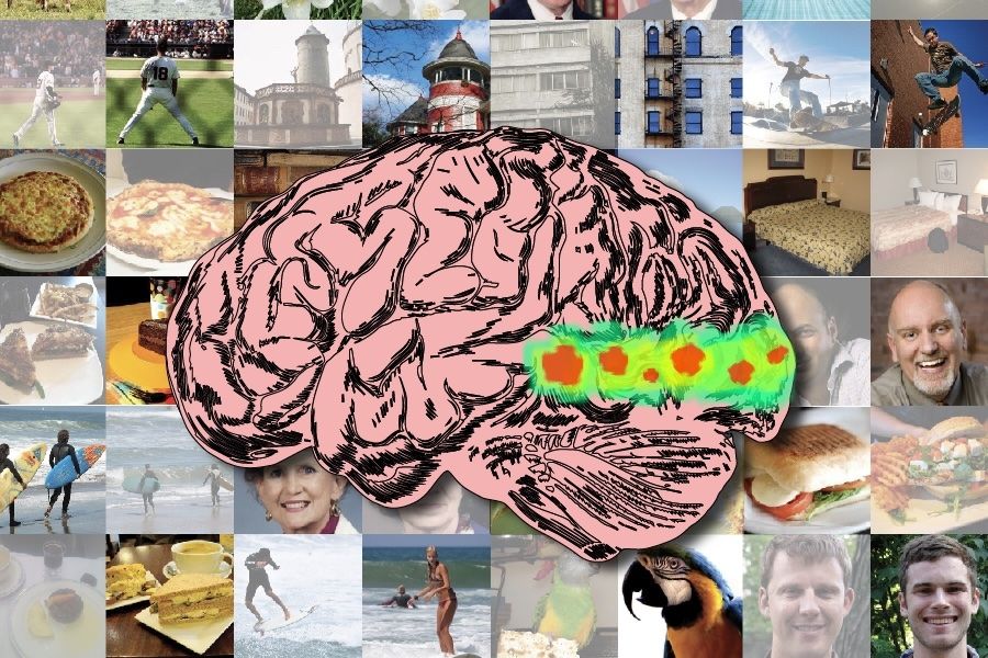 绘制视觉记忆性的大脑通路